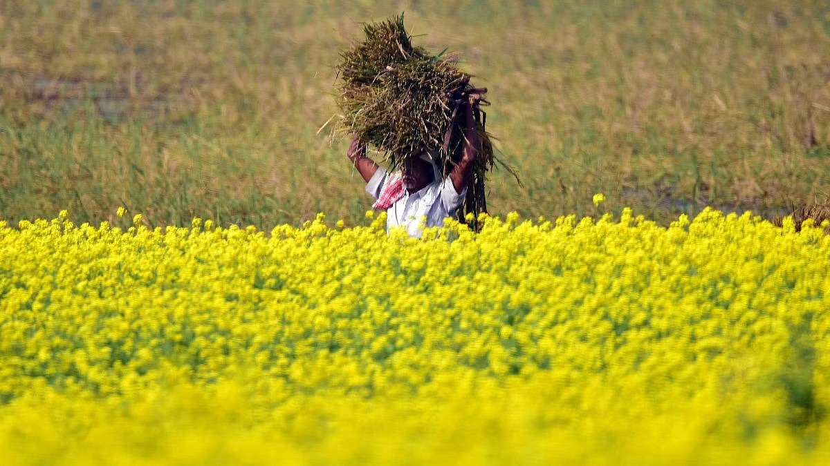 Representational Image of a mustard field. (Photo | ANI)