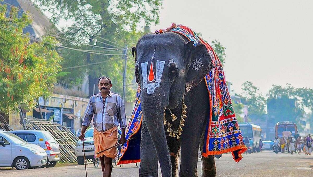 File Photo of elephant Joymala of Nachiyar Thirukovil Temple, Tamil Nadu.