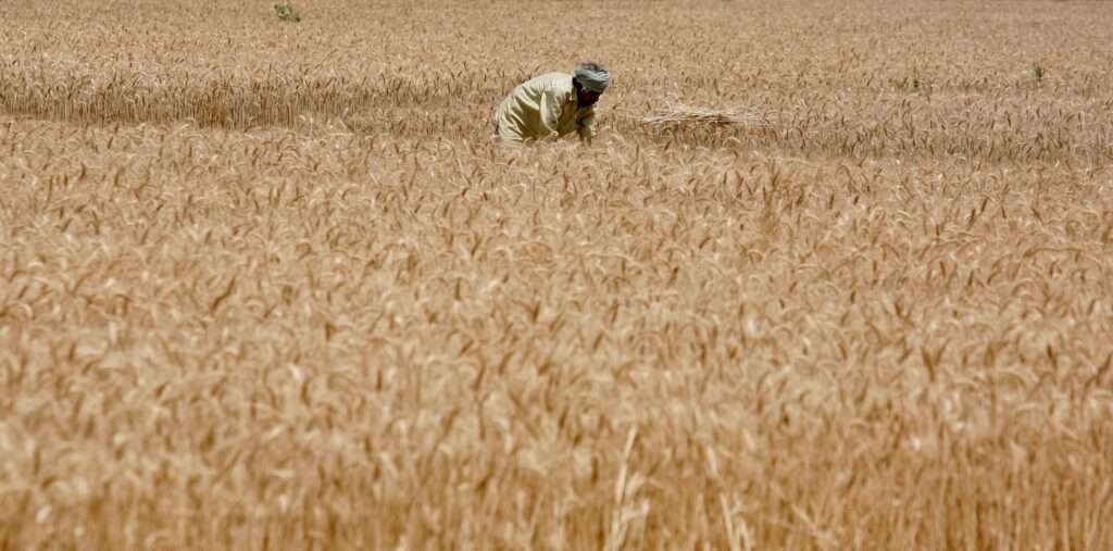 Read more about the article India plans to import 9 MT of Russian wheat to deal with price hike: Report