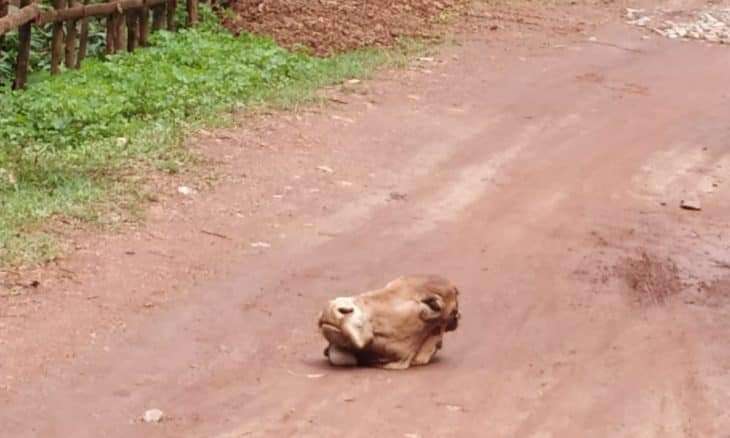 Read more about the article Karnataka: Severed cow head found on road after Eid