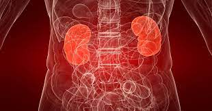 Read more about the article Everything About Kidney Function Test