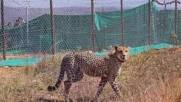 Read more about the article One more cheetah dies at MP’s Kuno National Park; toll rises to 9