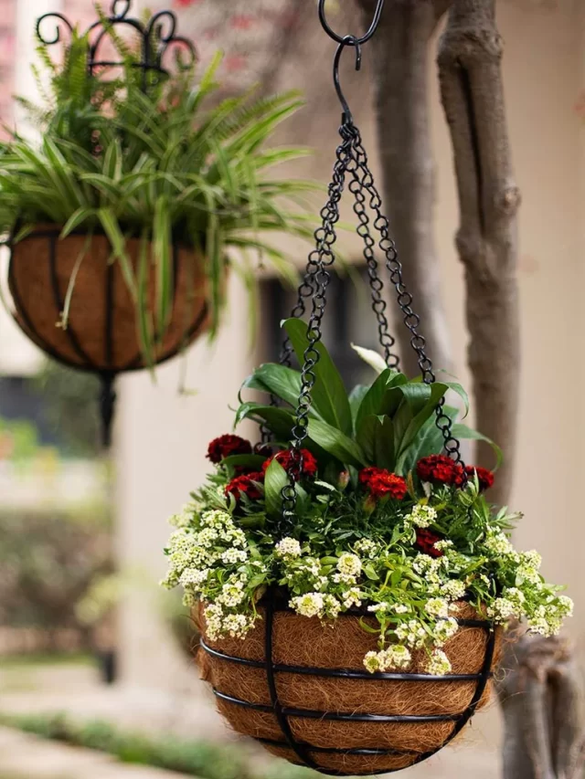 Best Plants for Hanging Baskets for Your Home