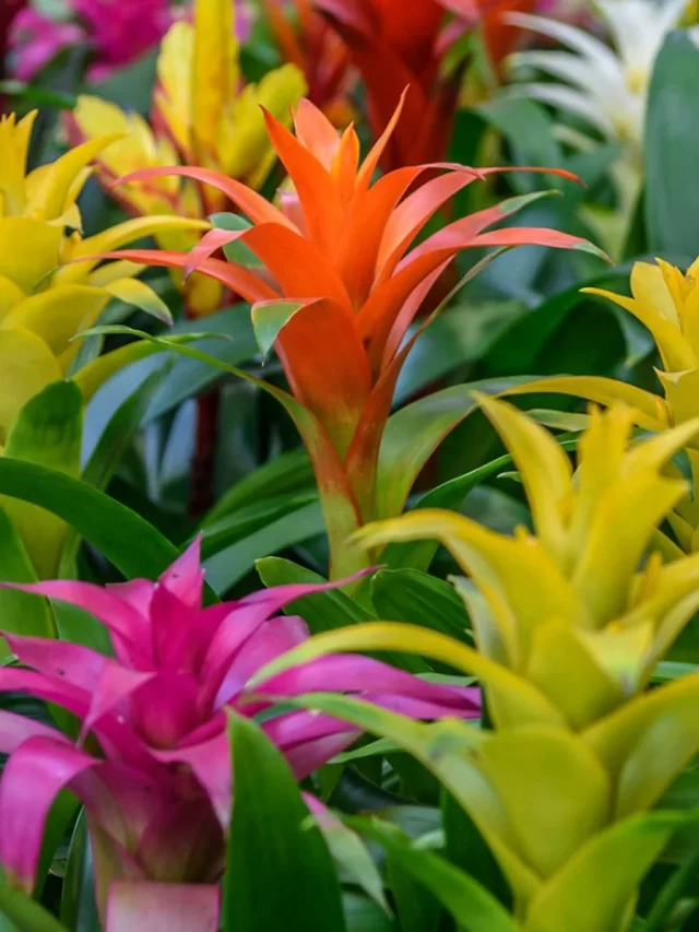 Best indoor plants to make your home colorful