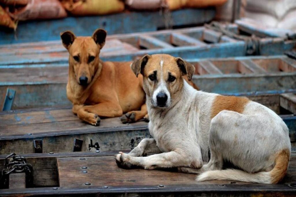 Read more about the article Delhi to hide thousands of stray dogs ahead of G20 Summit