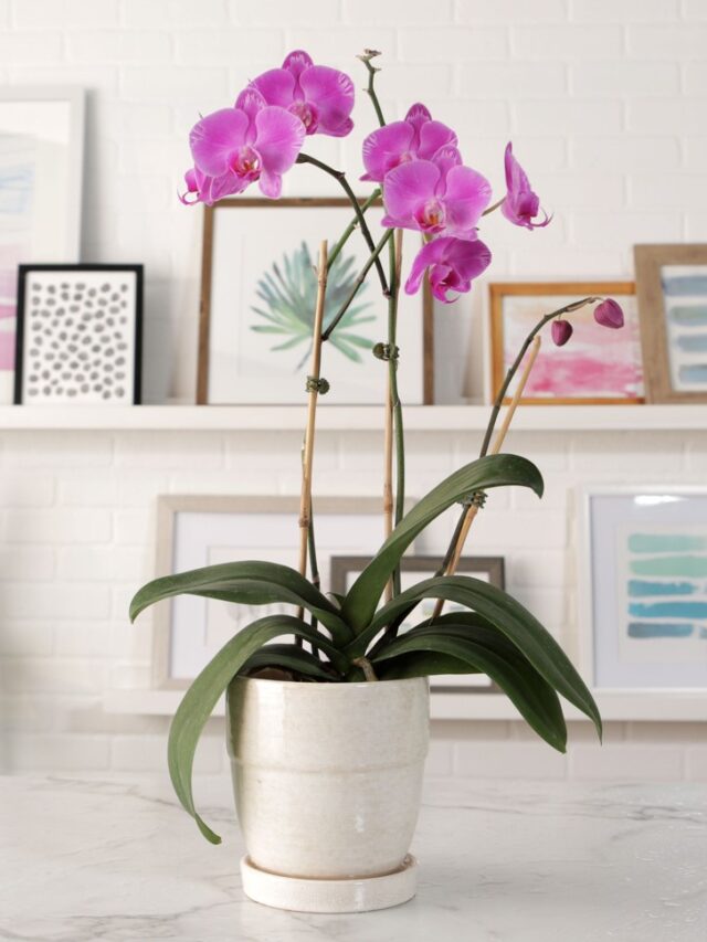 Top Orchid Varieties for Your Home