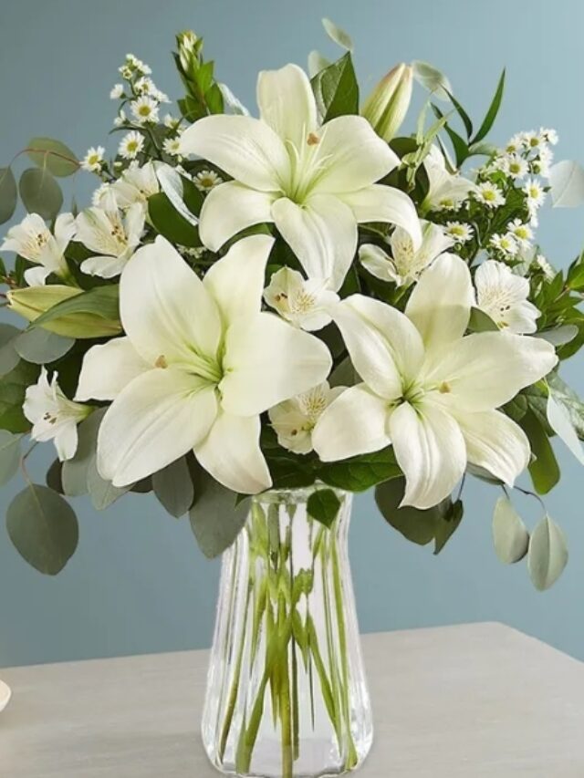 Top Lily Varieties for Your Home