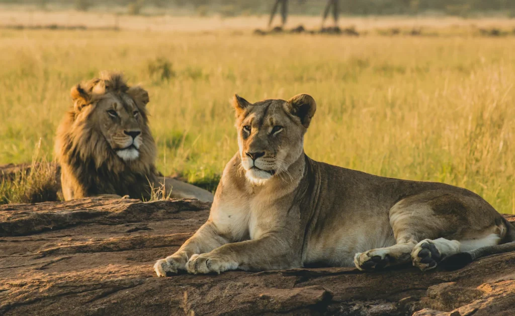 Read more about the article Tripura official suspended for naming lion as ‘Akbar’ and lioness as ‘Sita’