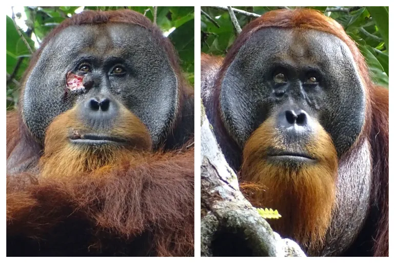 Read more about the article Orangutan seen treating wound with medicinal plant